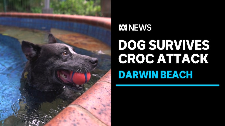 Crocodile Attacks Dog, Darwin Beach: Blue Heeler with red ball in mouth on steps of home pool. 