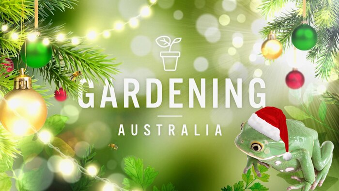 Graphic with coloured baubles and frog wearing santa hat with text 'Gardening Australia.'