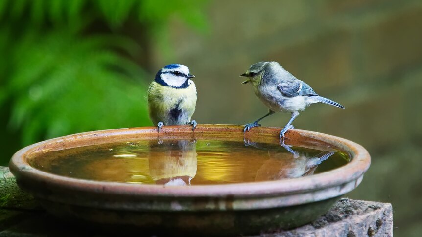 Two birds communicating in a bird bath