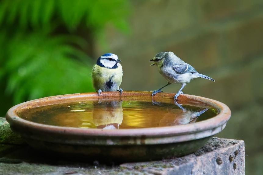 Two birds communicating in a bird bath