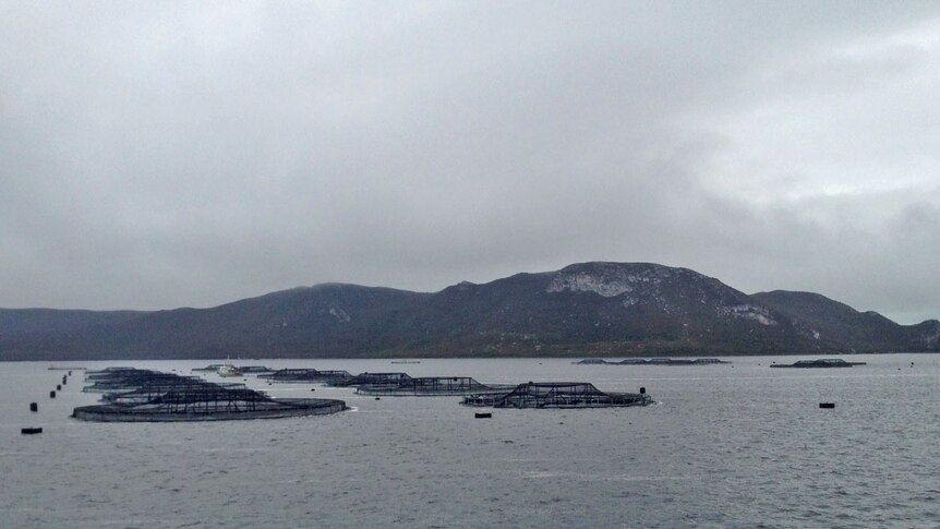 Tasmanian salmon producers promise to employ more local workers when the fish farms expand.