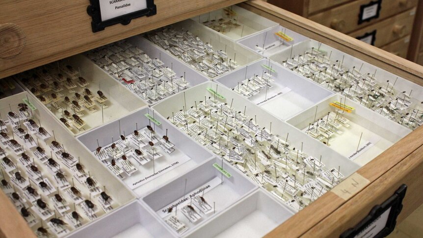 A drawer full of insect specimens