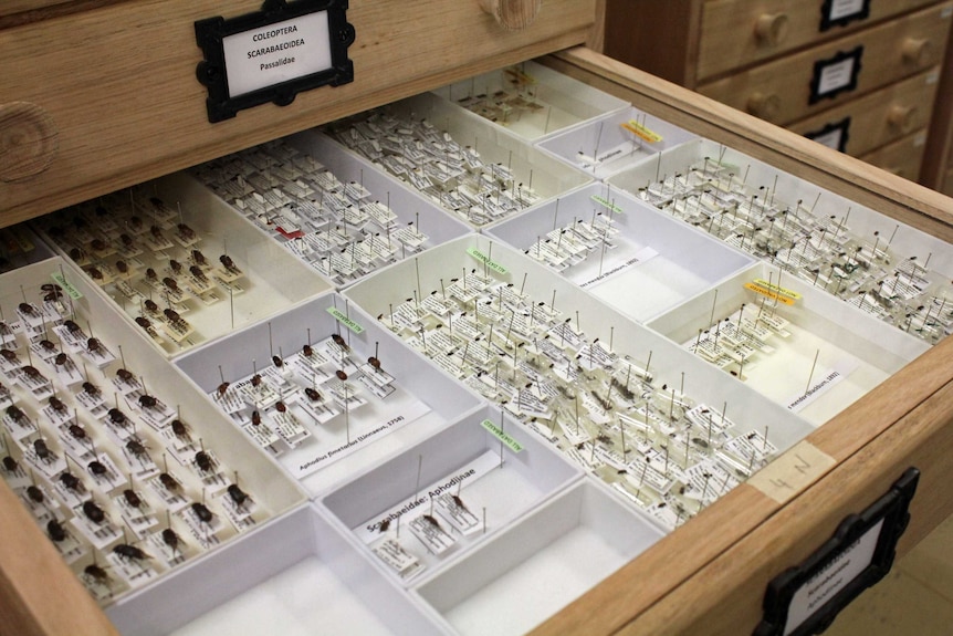 A drawer full of insect specimens