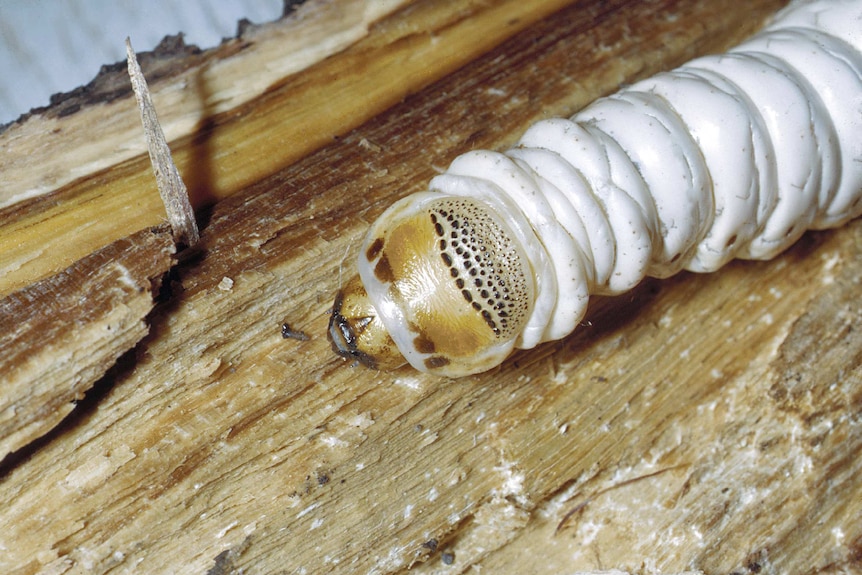 A witjuti grub on timber.