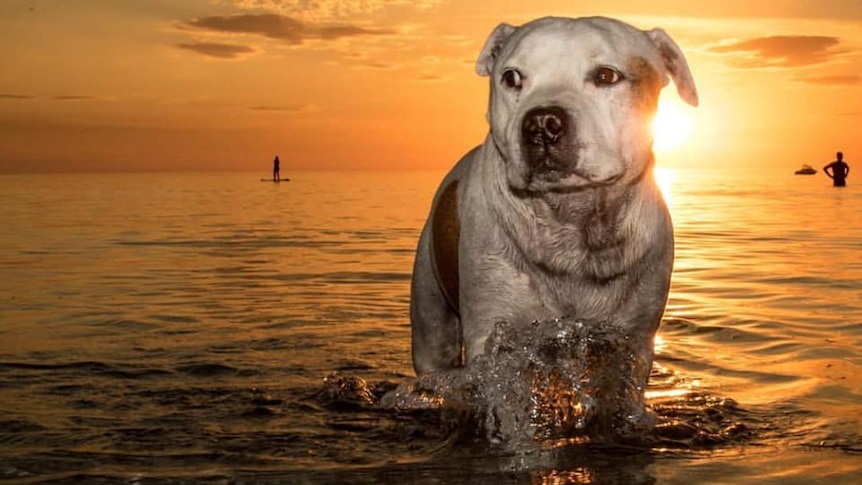 A dog walking through the sea at sunset with paddleboarders behind