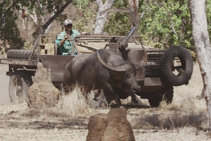 Feral buffalo are caught in remote parts of the Northern Territory to be sold to live export markets in south east Asia.