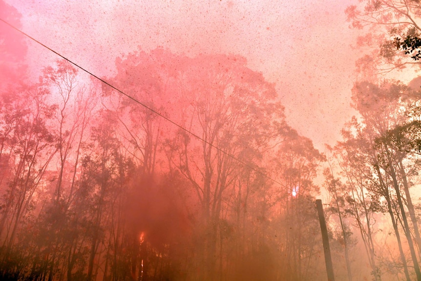 Trees are seen bathed in pink/red glow, with a yellow haze to the right. A powerline is seen above.