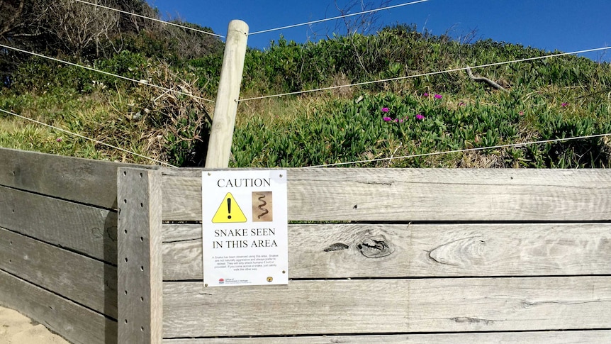 A cautionary sign for snakes on the beach near the site of a shark attack.