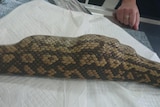 A python with a stuffed toy in its belly prior to surgery to remove it
