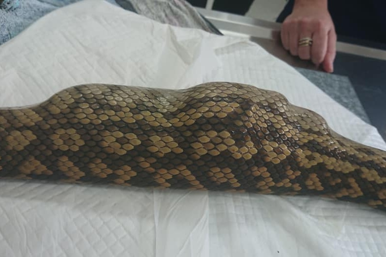 A python with a stuffed toy in its belly prior to surgery to remove it