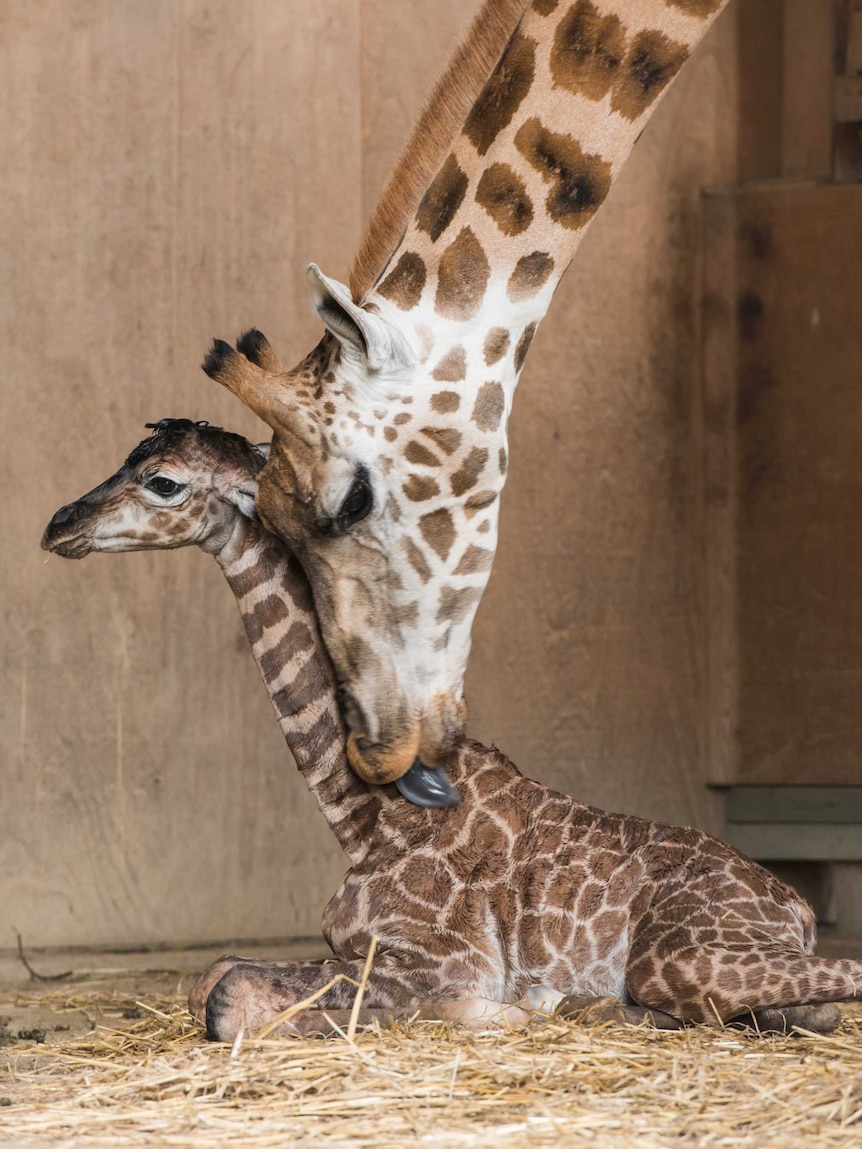 Baby Giraffe