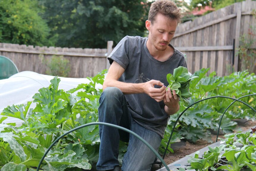 A man kneels to pick greens from a garden.