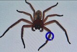Huntsman spider on a computer screen with blue dot.