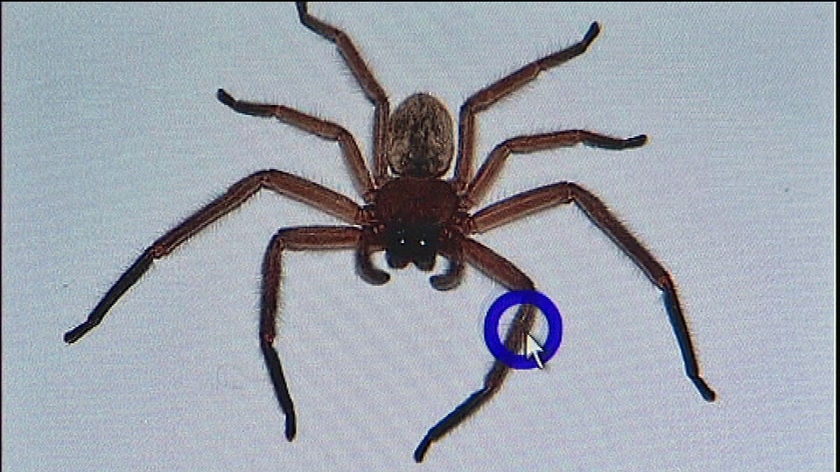 Huntsman spider on a computer screen with blue dot.