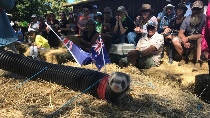 Ferret emerges from a pipe