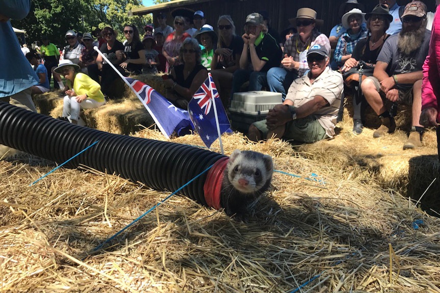 Ferret emerges from a pipe