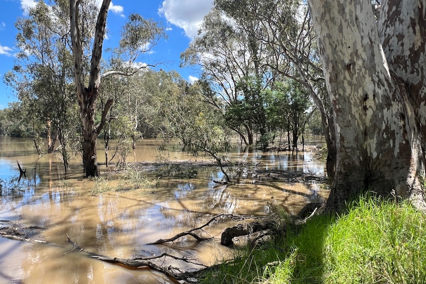 Floodwater with a gum tree and green grass