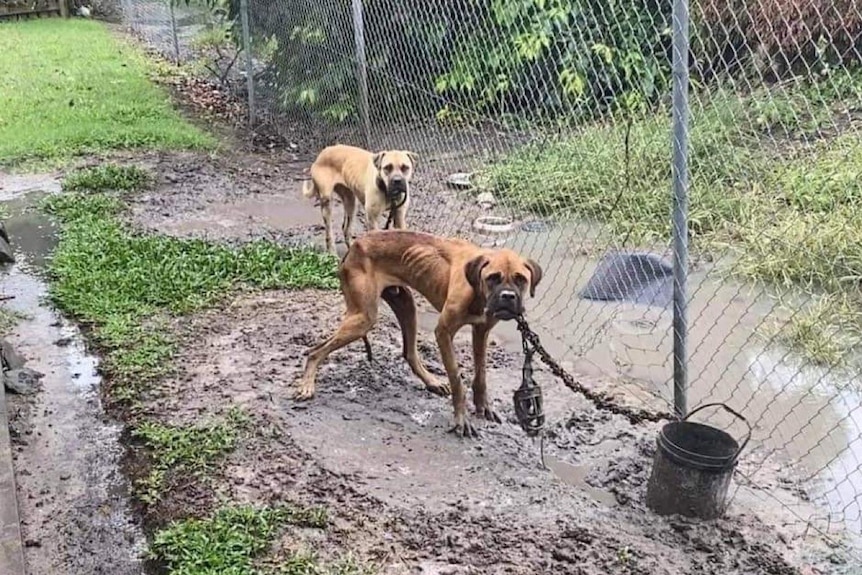 Two dogs stand in mud chained to a fence. Ribcage can be seen through skin. 