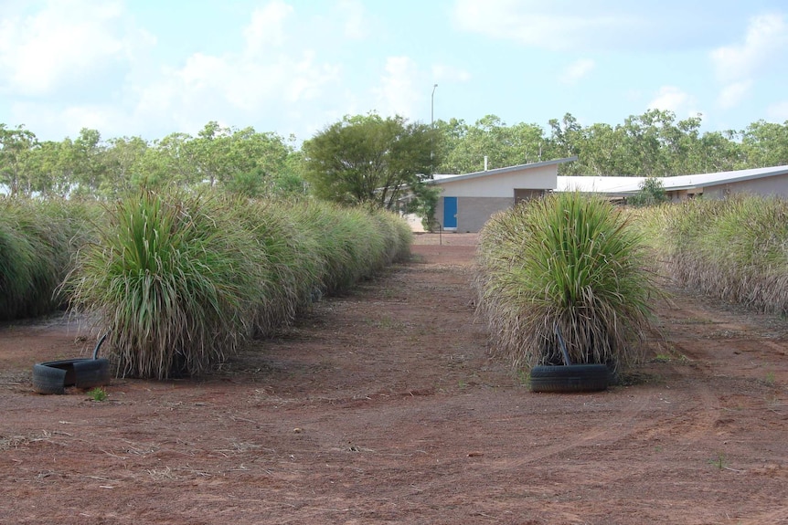 Tall rows of lemon grass being grown in tyres at the Darwin Correctional Centre