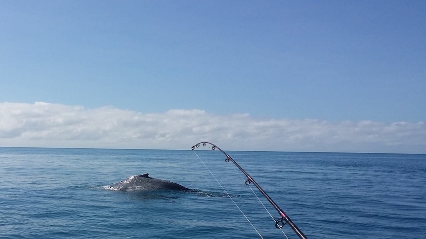 A whale was seen from from the A-One Fishing Charters on August 4, the day before a collision with a humpback.