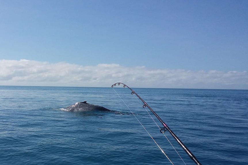 A whale was seen from from the A-One Fishing Charters on August 4, the day before a collision with a humpback.