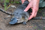 A person puts a platypus down on the bank of a river.