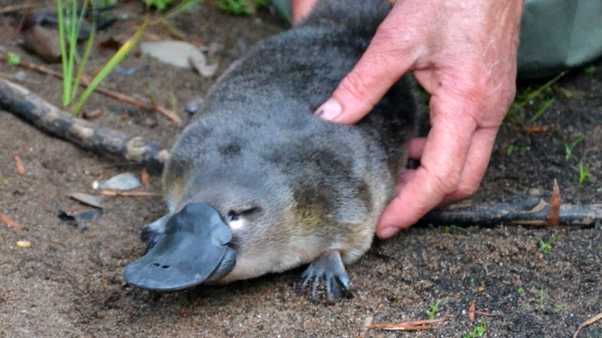A person puts a platypus down on the bank of a river.