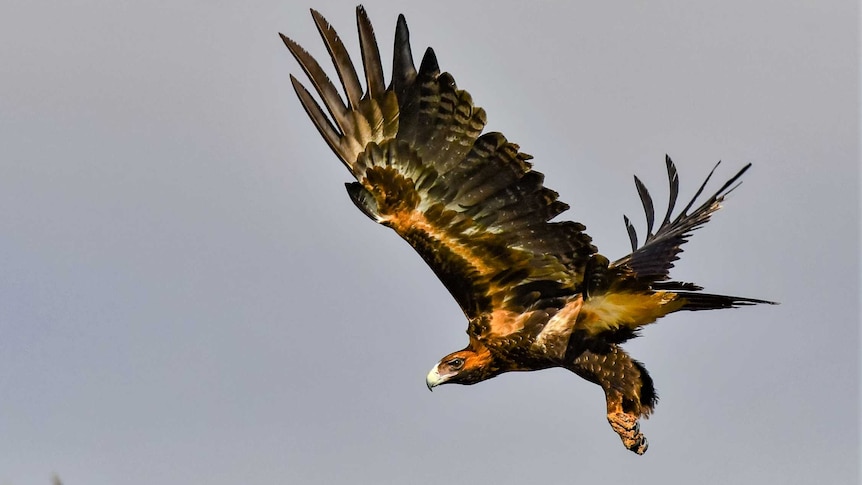 Wedge-tailed eagle in flight