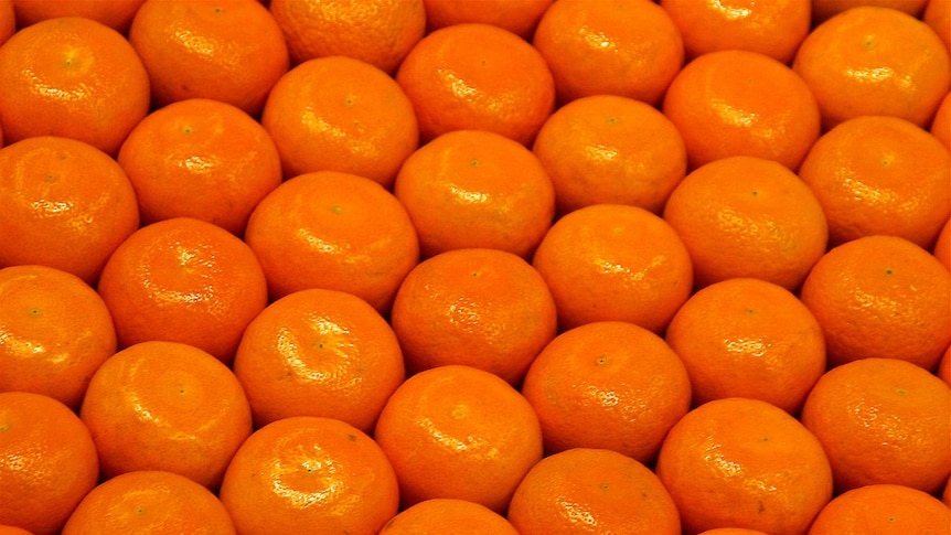 Mandarins stacked at a farmers market.