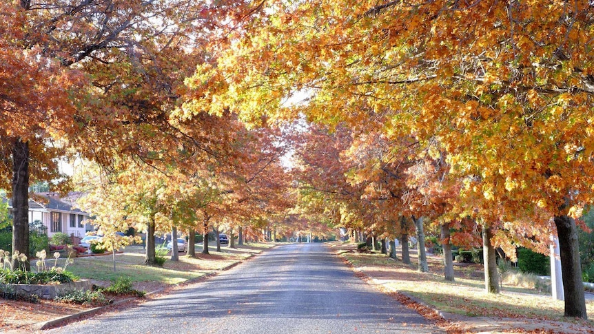 A tree-lined street with autumn colours in Canberra.