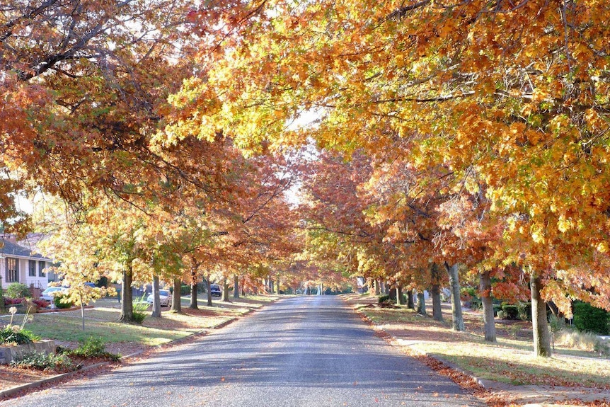 A tree-lined street with autumn colours in Canberra.