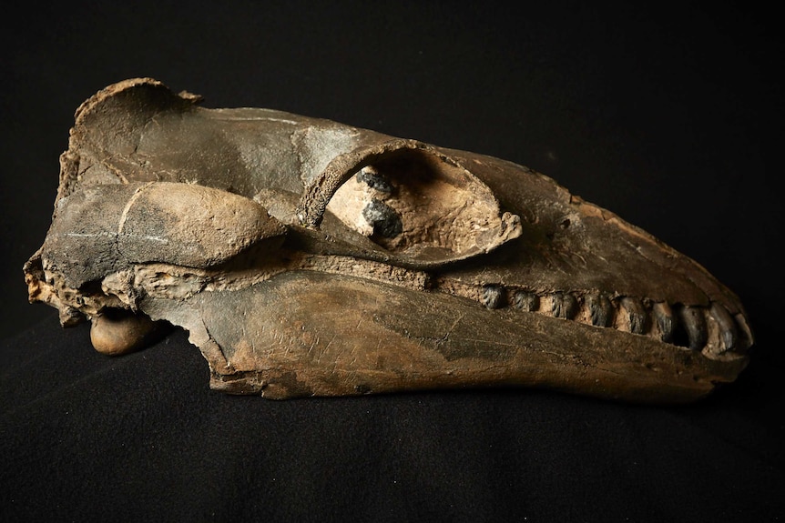 A large, elongated fossil skull