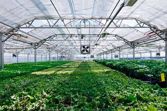 A factory size green house full of green produce.