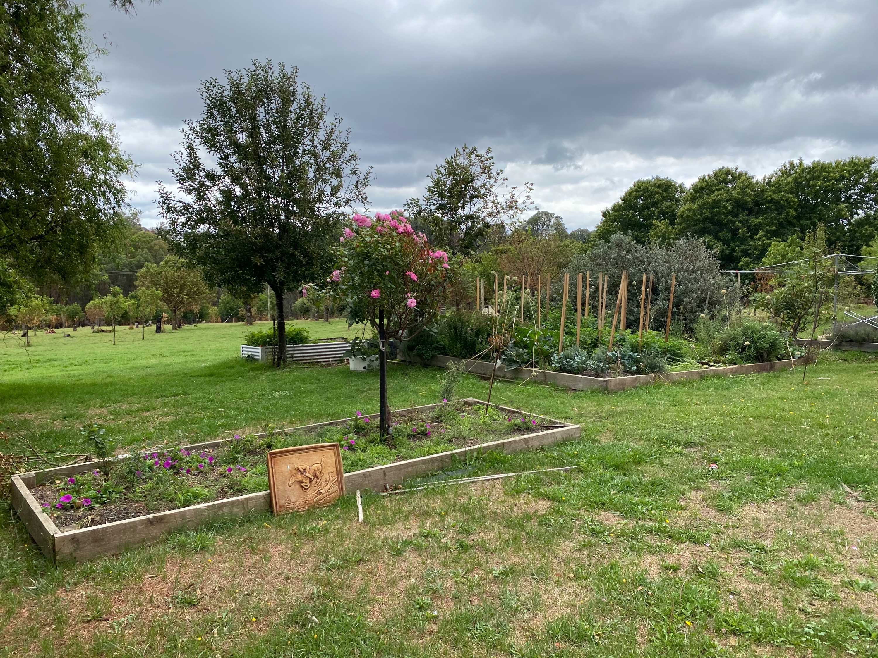 Green grass, plants, trees and flowers in a house yard.