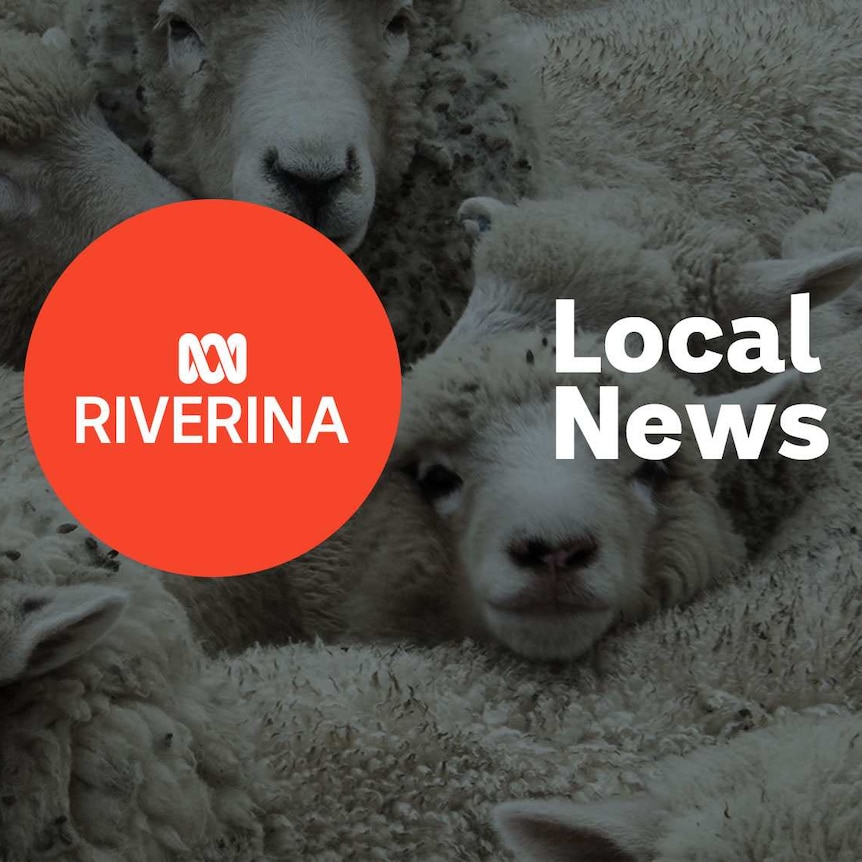 Close up of a flock of sheep with the ABC Riverina logo and 'Local News' superimposed over the top.