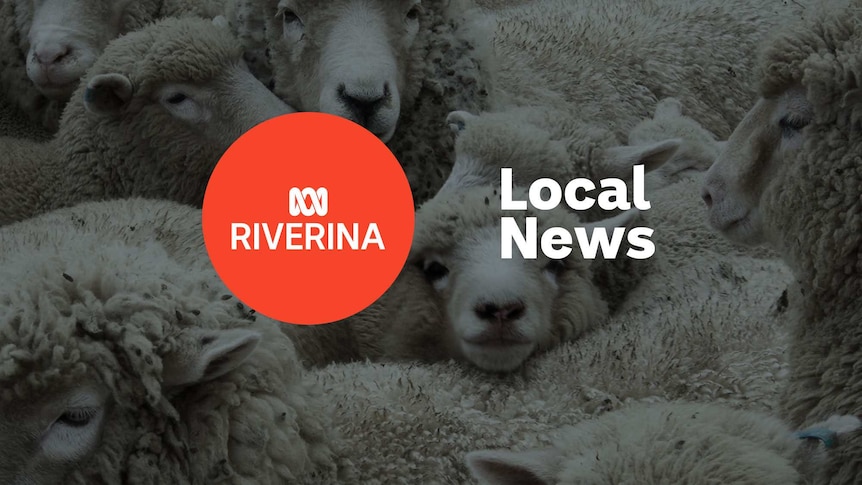 Close up of a flock of sheep with the ABC Riverina logo and 'Local News' superimposed over the top.