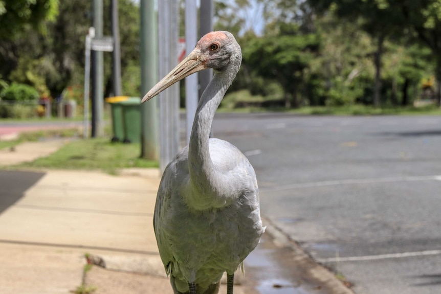 Close up photograph of Barry the Brolga in Mirani