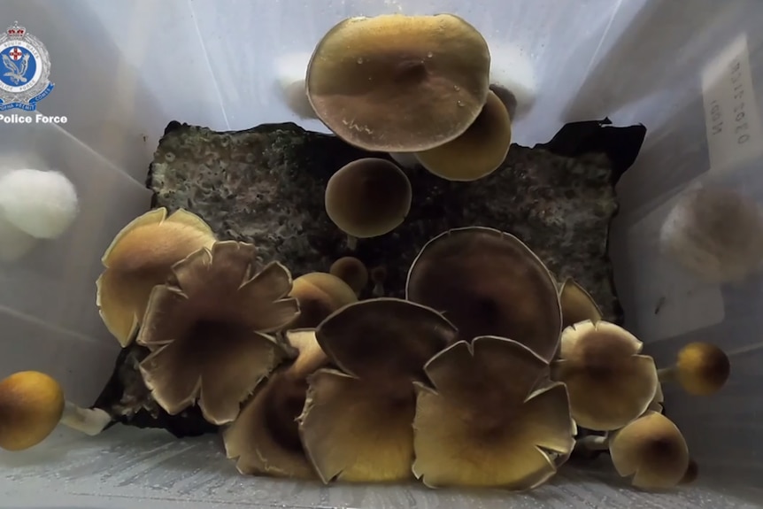 Mushrooms growing in a plastic container