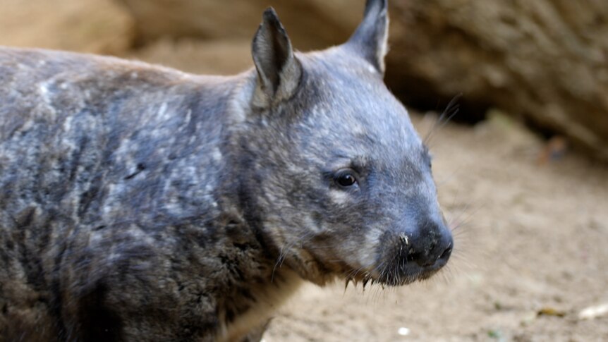 A wombat
