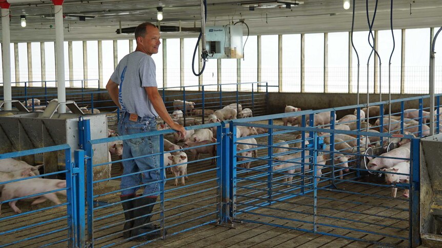 Aaron Cook with his pigs at his farm