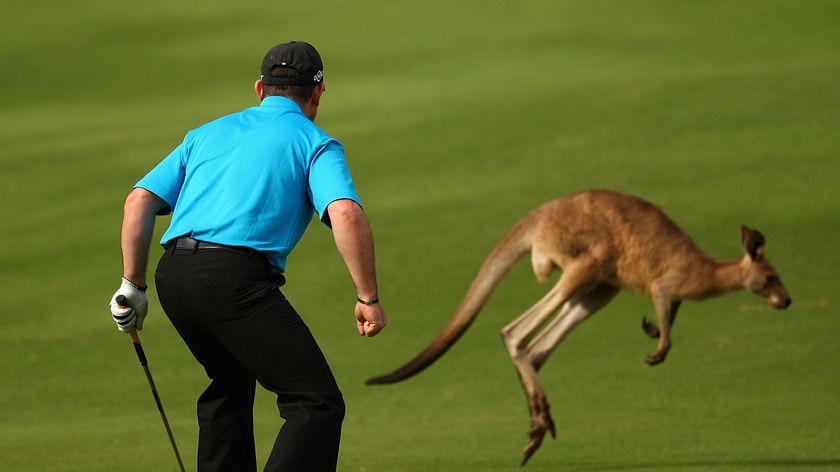 Rory Sabbatini scares off a kangaroo