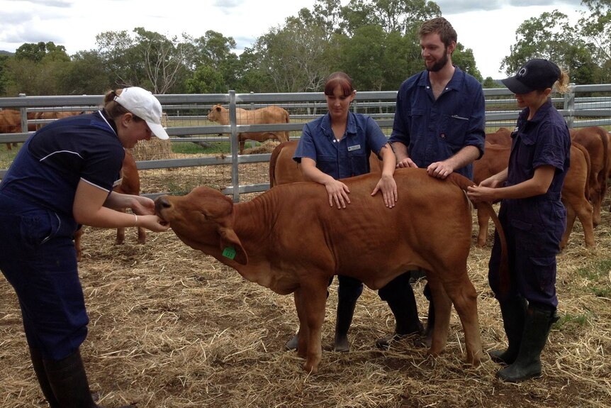 Four vets in blue overalls working on a small calf
