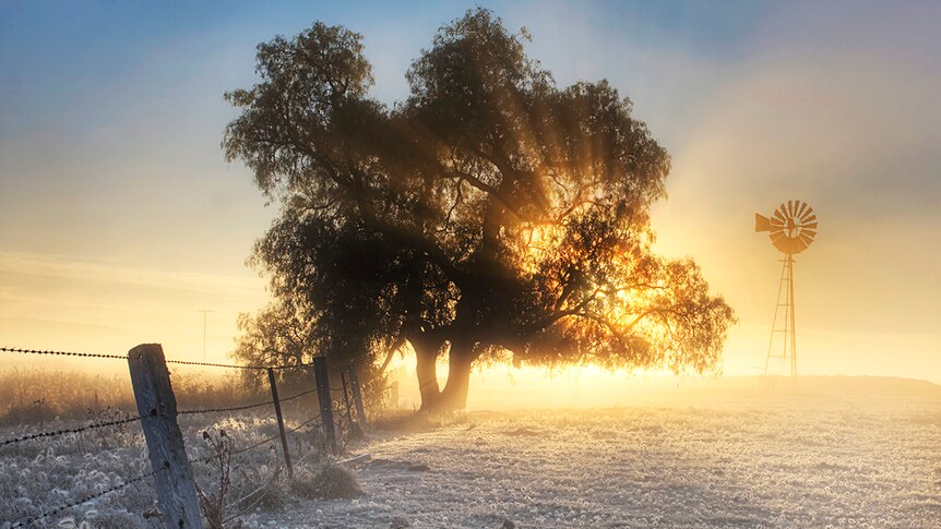 sun rays burst through a tree's branches
