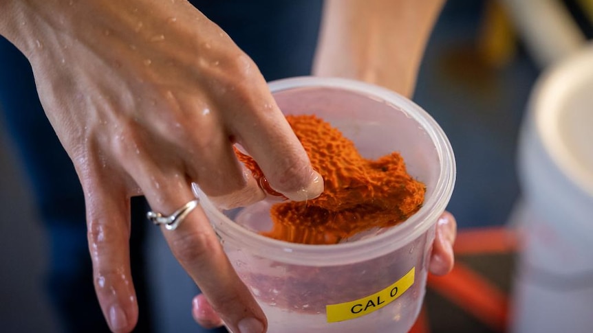 Orange sea sponge being picked up by hand