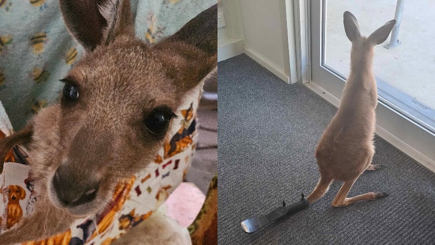 A composite image of a small joey in a pouch, and joey wearing black carbon-graphite prosthetic on its tail.