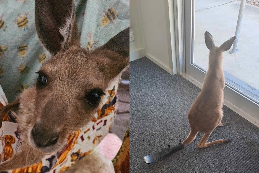 A composite image of a small joey in a pouch, and joey wearing black carbon-graphite prosthetic on its tail.