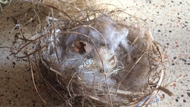 A bird's nest with fake spider webs in it