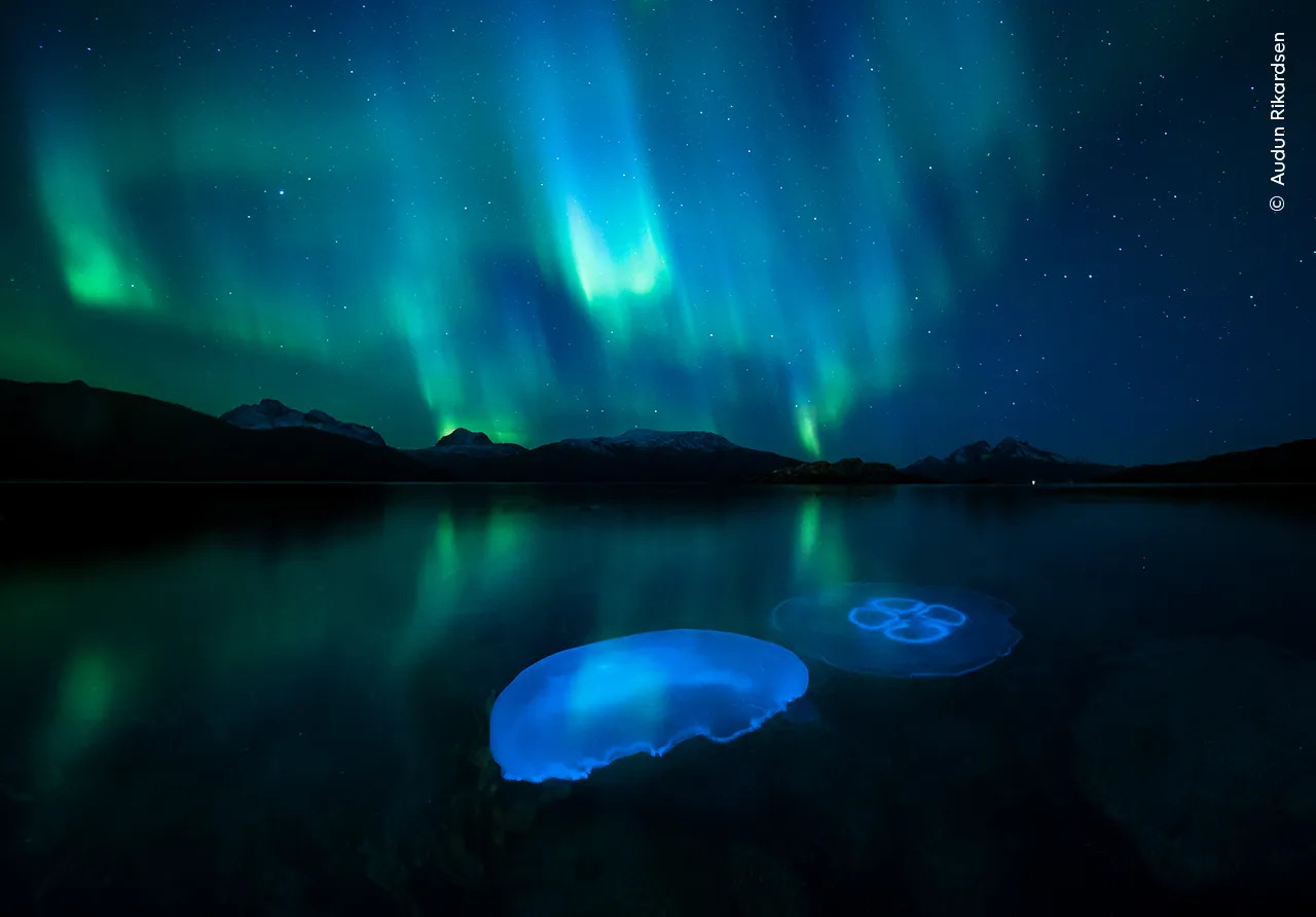 Moon jellyfish swarm in the cool autumnal waters of a fjord outside Tromsø in northern Norway