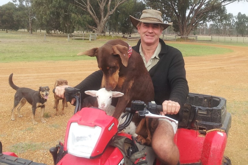 Man sits behind dog on red quad bike in a paddock.