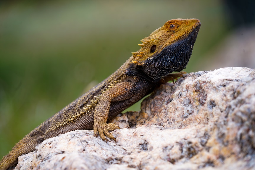 a blue and yellow lizard on a rock